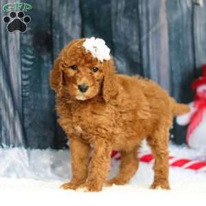 Stella, Standard Poodle Puppy